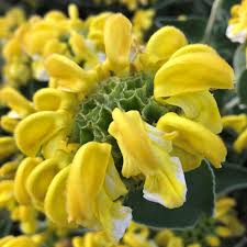 Phlomis Flower Seeds for Planting – Heirloom, Non-GMO, High Germination Organic Garden Seeds