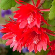 Red Epiphyllum Cactus Flower Seeds for Planting – Heirloom, Non-GMO, High Germination Organic Garden Seeds