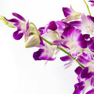 Violet Orchid Flower Seeds – Heirloom Non-GMO High Germination Organic Garden Seeds