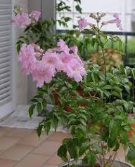 Tecoma Flower Seeds Pink Heirloom Non-GMO High Germination Organic Garden Seeds for Planting