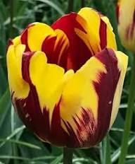 Yellow Red Tulip Flower Seeds Heirloom Non-GMO High Germination Organic Garden Seeds