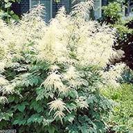 White Goats Beard Aruncus Dioicus Flower Seeds – Heirloom, Non-GMO, High Germination