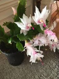 White Zygocactus Truncatus Flower Seeds – Heirloom Non-GMO High Germination Organic Garden Seeds