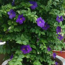 Purple Thunbergia Flower Seeds Heirloom Non-GMO High Germination Organic Garden Seeds for Planting