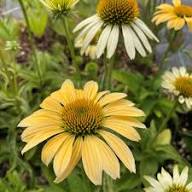 Yellow Echinacea Daisy Flower Seeds – Heirloom Non-GMO High Germination Organic Seeds