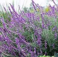 Purple Salvia Leucantha Flower Seeds – Heirloom Non-GMO High Germination Organic Garden Seeds