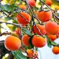 Mixed Persimmon Fruit Seeds – Heirloom, Non-GMO, High Germination Organic Garden