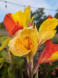 Yellow Red Cannalily Flower Seeds – Heirloom Non-GMO High Germination Organic Garden Seeds