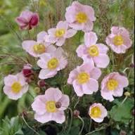 Anemonenblumensamen Rosa – Alte Sorte, gentechnikfrei, keimstark, Bio-Gartensamen zum Pflanzen
