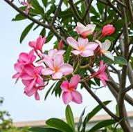 Plumeria Flower Seeds Pink White – Heirloom Non-GMO High Germination Organic Garden Seeds