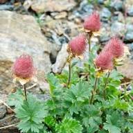 Red Geum Reptans Flower Seeds – Heirloom Non-GMO High Germination Organic Garden Seeds for Planting