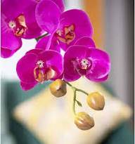 Pink Dendrobium Flower Seeds for Planting – Heirloom Non-GMO High Germination Organic Garden Seeds