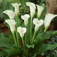 White Bonsai Calla Lilly Flower Seeds Heirloom Non-GMO High Germination Organic Garden Seeds