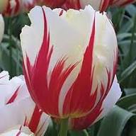 White Red Tulip Flower Seeds for Planting – Heirloom, Non-GMO, High Germination