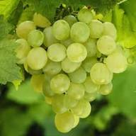 White Grape Muscat (Vitis vinifera) Fruit Seeds for Planting – Heirloom, Non-GMO, High Germination Aromatic Backyard Garden Seeds