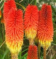 Red Yellow Kniphofia Flower Seeds for Planting – Heirloom Non-GMO High Germination Organic Garden Seeds