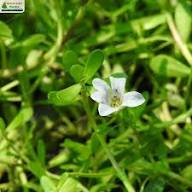 Bacopa Blumensamen Weiß – Alte Sorte Gentechnikfrei Hohe Keimfähigkeit