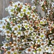 White Geraldton Flower Seeds Heirloom Non-GMO High Germination Organic Garden Seeds for Planting