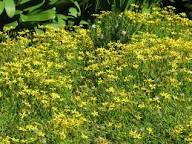 Yellow Cineraria Flower Seeds – Heirloom, Non-GMO, High Germination Organic Garden Seeds