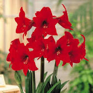 Red Giant Amaryllis Flower Seeds – Heirloom Non-GMO High Germination Seeds