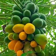 Papaya Seeds Organic Heirloom Non-GMO High Germination Organic Garden Seeds for Planting