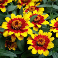 Red Yellow Zinnia Flower Seeds – Heirloom Non-GMO High Germination Organic Garden Seeds