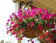 Pink Surfinia Flower Seeds Heirloom Non-GMO High Germination Organic Garden Seeds for Planting
