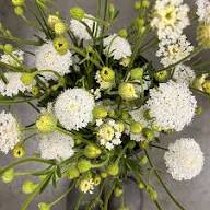 White Didiscus Flower Seeds – Heirloom Non-GMO High Germination