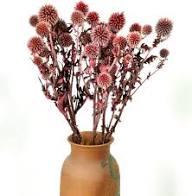 Red Echinops Flower Seeds for Planting – Heirloom, Non-GMO, High Germination Organic Garden Seeds
