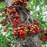 Sycomore Fig (Ficus sycomorus) Seeds – Rare Egyptian African Fig, Heirloom &amp; Non-GMO Seeds for Planting