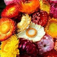 Helichrysum Flower Seeds Mixed – Heirloom, Non-GMO, High Germination Seeds
