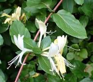 White Lonicera Japonica Flower Seeds Heirloom Non-GMO High Germination Organic Garden Seeds for Planting