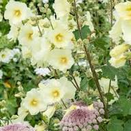 White Yellow Hollyhock Flower Seeds – Heirloom Non-GMO High Germination Organic Garden Seeds