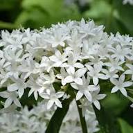 White Lanceolata Flower Seeds – Heirloom, Non-GMO, High Germination Seeds