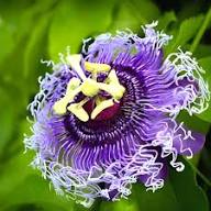 Purple Passion Flower Seeds Heirloom Non-GMO High Germination Organic Garden Seeds for Planting