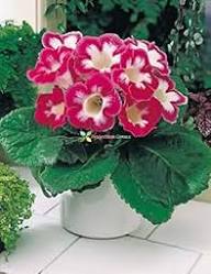 Red Speciosa Gloxinia Flower Seeds Heirloom Non-GMO High Germination Organic Garden Seeds for Planting