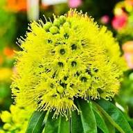 Yellow Geraldton Wax Flower Seeds Heirloom Non-GMO High Germination Organic Garden Seeds for Planting