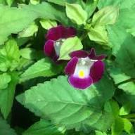 Rot-weiße Torenia Fournieri Blumensamen, alte Sorte, gentechnikfrei, hohe Keimfähigkeit, Bio-Gartensamen zum Pflanzen