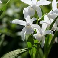 White Bletilla Flower Seeds Heirloom Non-GMO High Germination Organic Garden Seeds