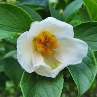 Semillas de flor de stewartia blanca, herencia, no transgénicas, alta germinación, semillas de jardín orgánicas para plantar