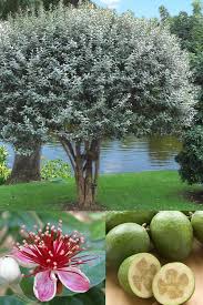 Feijoa Seeds Green Heirloom Non-GMO High Germination Organic Garden Seeds for Planting
