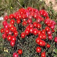 Semillas de Flores Lampranthus Rojas – Variedad Tradicional, No Modificadas Genéticamente, Alta Germinación