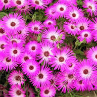 Pink Ice Plant Flower Seeds – Seeds for Planting, Heirloom, Non-GMO, High Germination Organic Garden Seeds