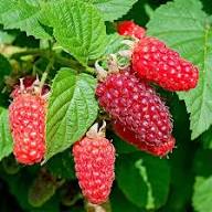 Loganberry Seeds for Planting – Heirloom Non-GMO High Germination Organic Garden Seeds