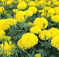 Yellow Bonsai Marigold Flower Seeds – Heirloom, Non-GMO, High Germination Organic Seeds