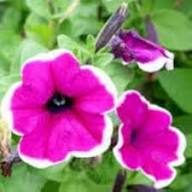 Rare Pink Petunia Flower Seeds Heirloom Non-GMO High Germination Organic Garden Seeds for Planting