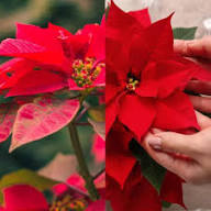 Rote Weihnachtsstern-Blumensamen – Alte Sorte gentechnikfrei hohe Keimrate Bio-Garten