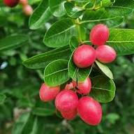 Red Carissa Seeds Heirloom Non-GMO High Germination Organic Garden Seeds for Planting