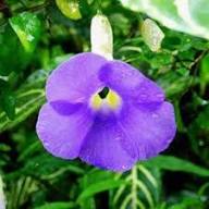Purple Pinguicula Grandiflora Flower Seeds Heirloom Non-GMO High Germination Organic Garden Seeds for Planting