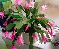 Zygocactus Flower Seeds – Heirloom Non-GMO High Germination Organic Garden Seeds
